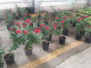 plant-nursery-0014