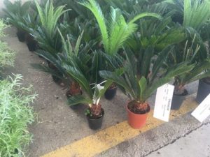 plant-nursery-0015