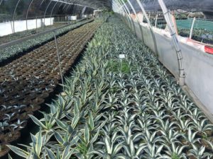 plant-nursery-0059